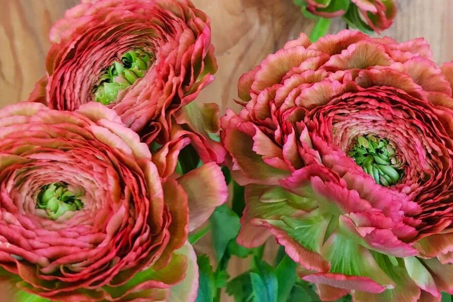 Bloemen en planten